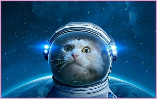 Несколько интересных фактов о кошках