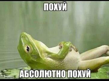 Вот как отдыхает желтоспинная острохвостая нектарница