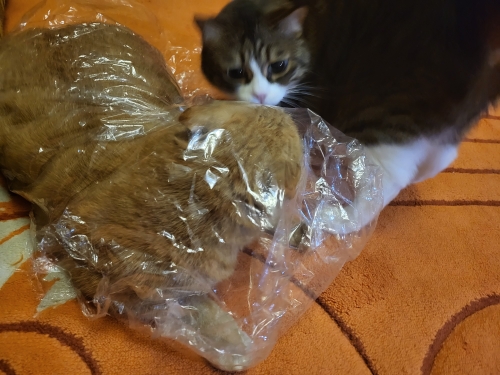 Котейку забрали из приюта