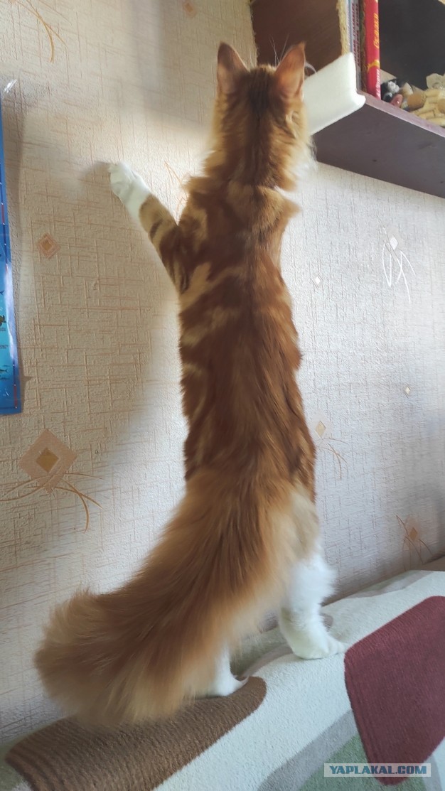 К котовторнику