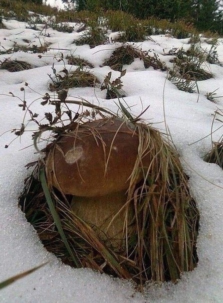 Новогодние грибы