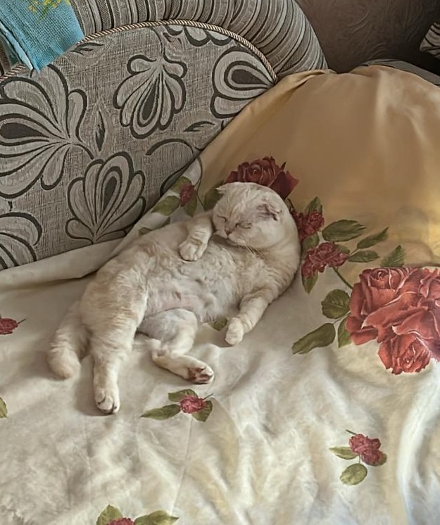 А как спят ваши питомцы?