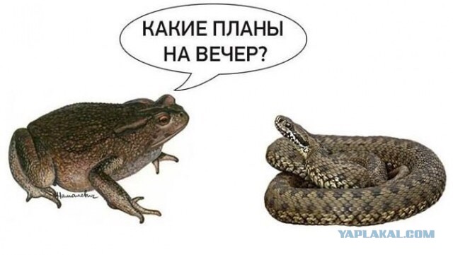 Мизулина и Шаман поженились в Донецке