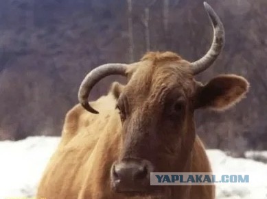Помогите найти!