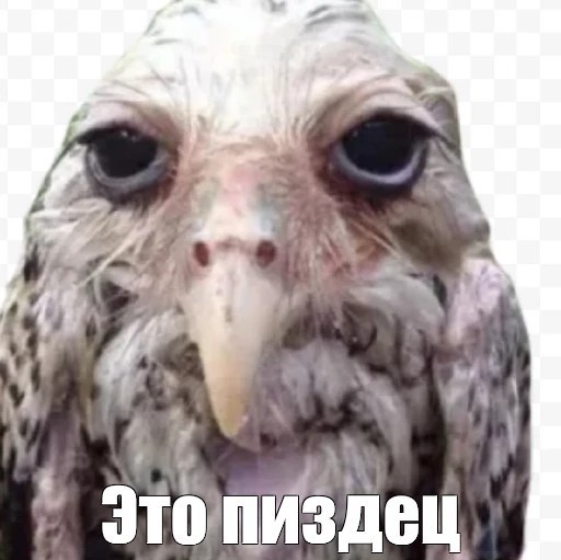 Я нашёл Сову:)