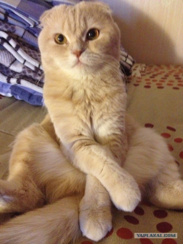 Котейка, который не знает как лежат котейки