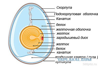 Озарение