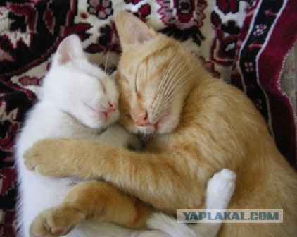 Котовторник 16.09.14
