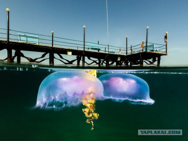 16 фотографий, снятых одновременно над и под водой
