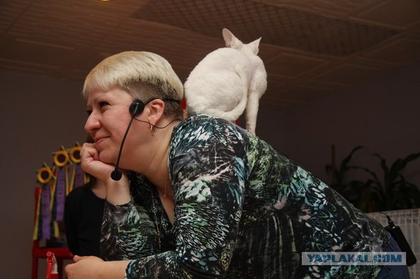 Котовторник 13.10.2015