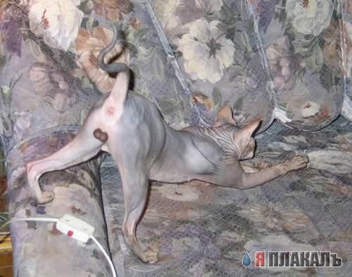 Коты, кошки, котята