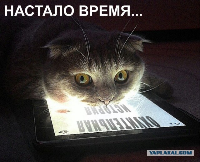 Исчезающая собака