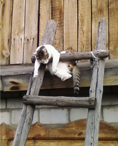 Мимимишности пост