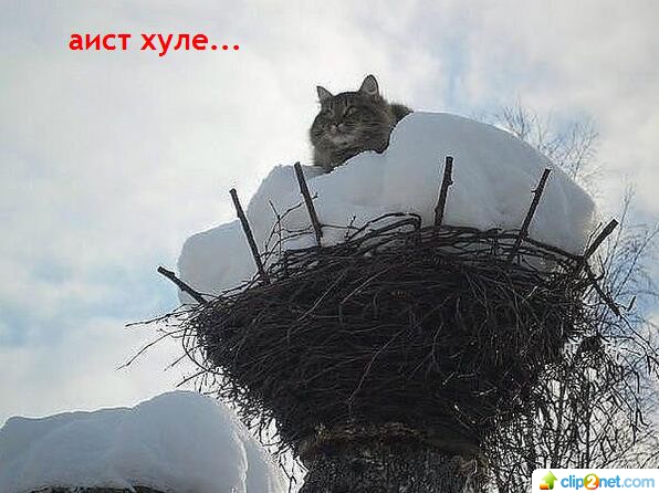 Подборка картинок на среду