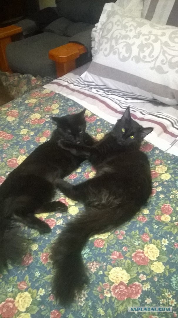 КотоВторник 26.04.2016