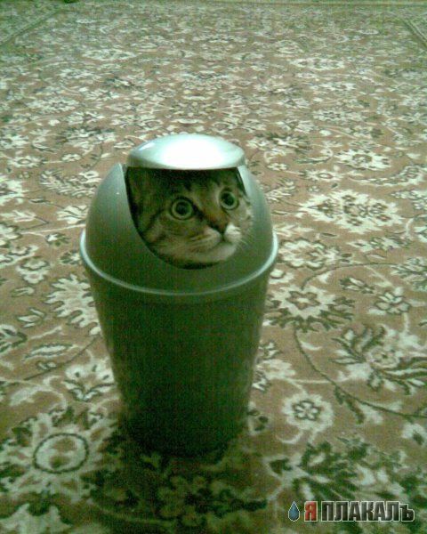 Внимание! У Ликоса пропала совесть!