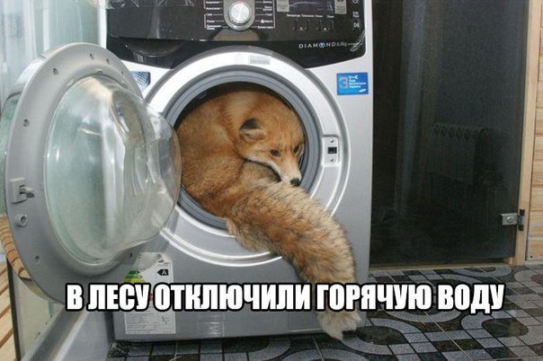 Прикольные животные