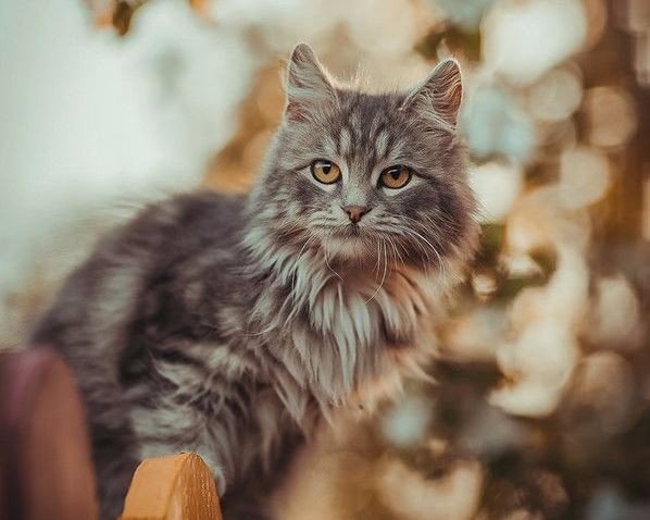 Коты из сети