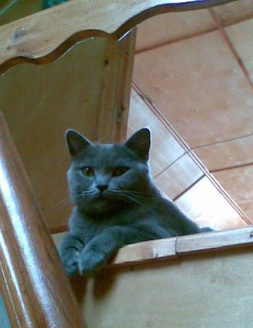 Коты из сети