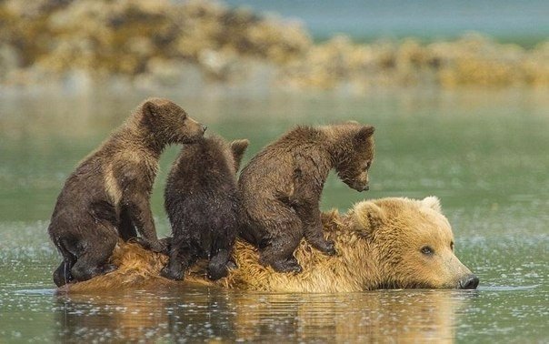 Самые смешные животные