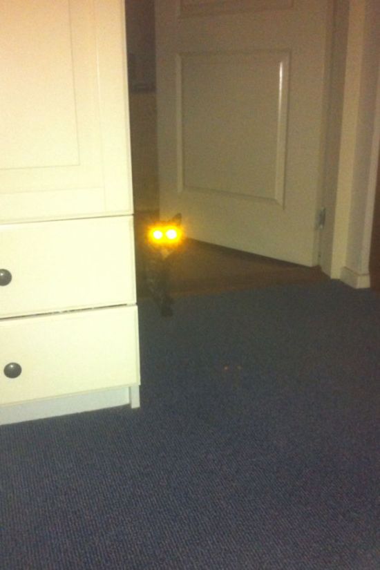 Коты и Кошки