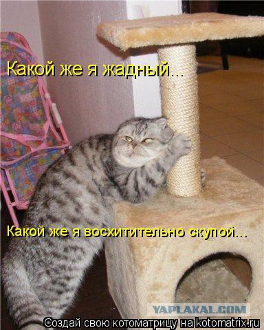 Самые артистичные кошки, достойные Оскара