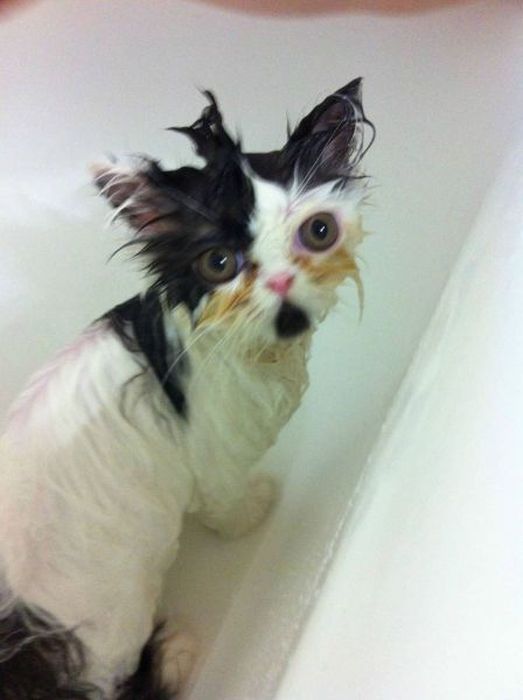 Коты и Кошки
