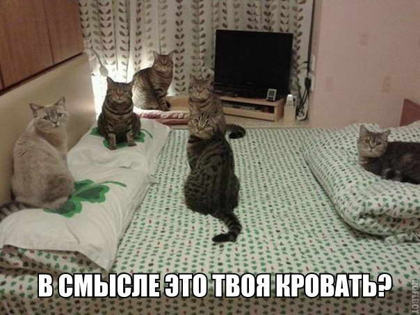Котовторник 27.06.2017