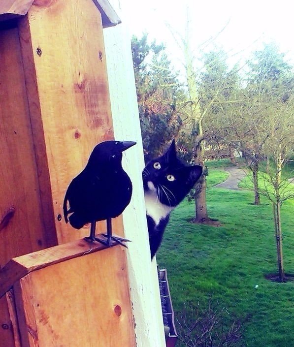 Фотобомбы котов