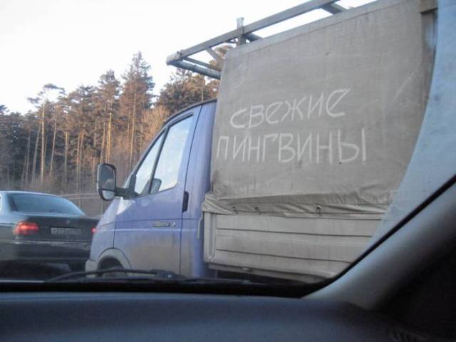 Свежие пингвины