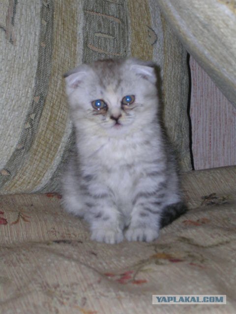 Котовторник 15.02.2011