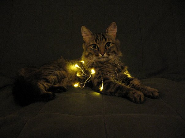 Десантный котовторник