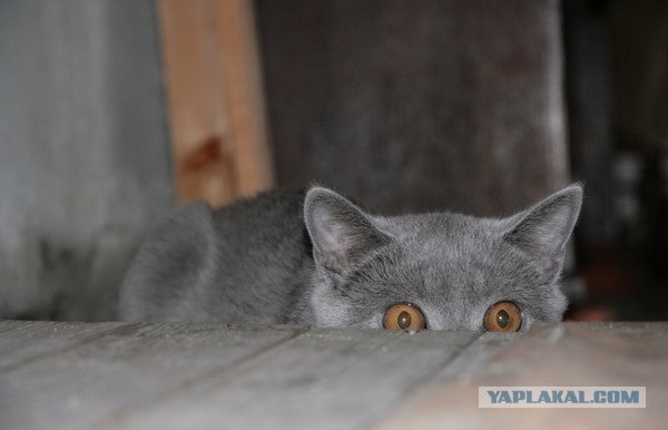 Котовторник 06.09.11
