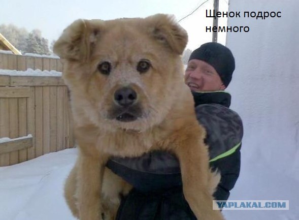 Челябинская сторожевая... щенок еще