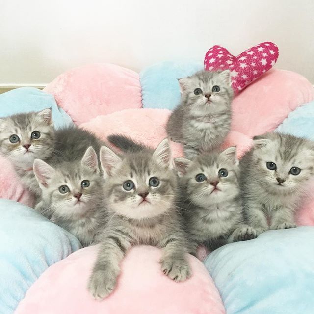 Забавные фото котеек