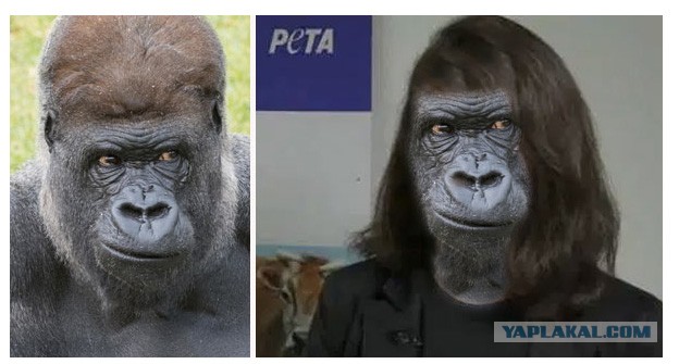 Животный активист утверждает, что забеременела от гориллы чтобы сохранить вид