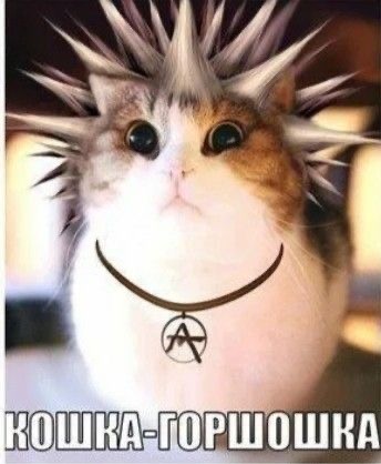Хой