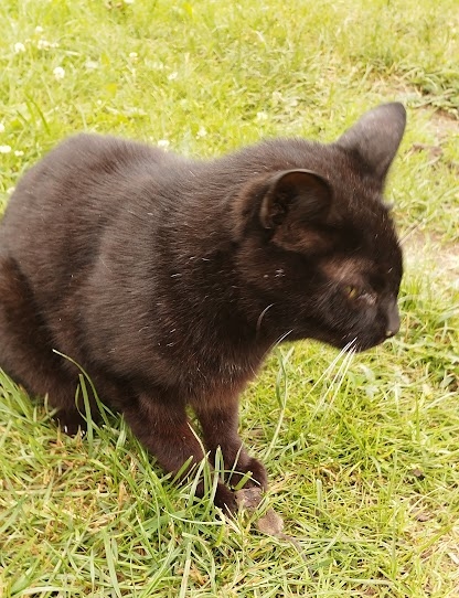 Котовторник, просто Барс
