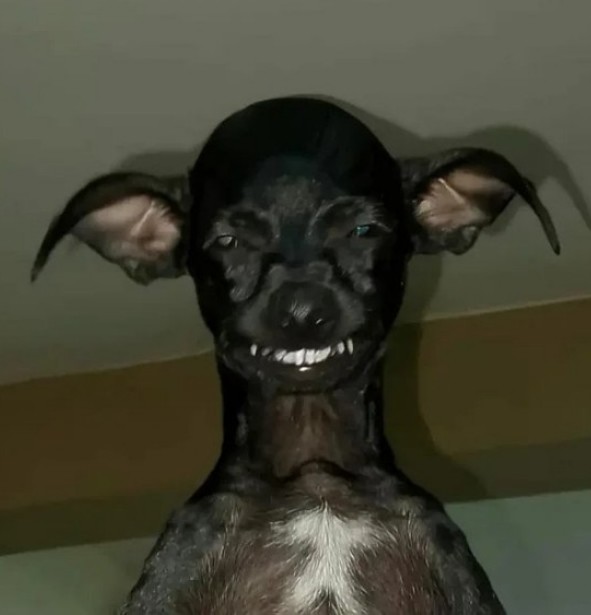 Четверг, собака
