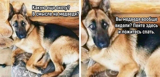 Численность медведей будет регулироваться.