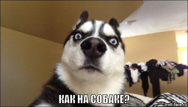 Ополченцы женят Ляшко на собаке