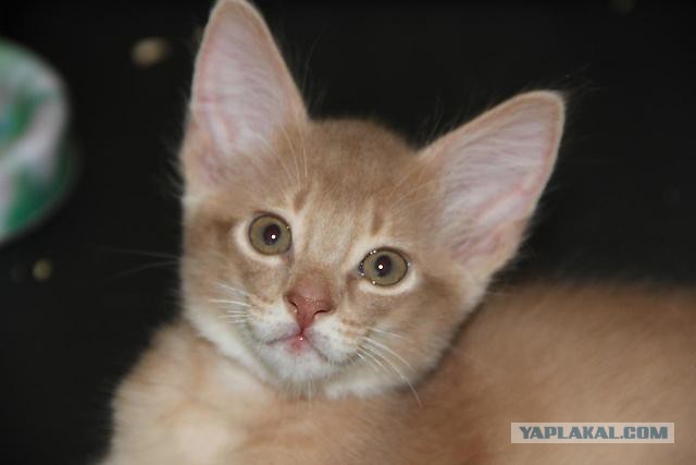 Котенок абиссина