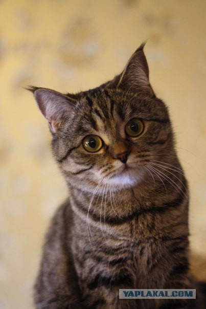 Котооо-о-о-вторник