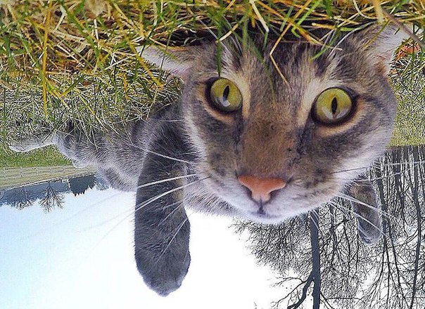 Селфи-кот запилил новые фотки