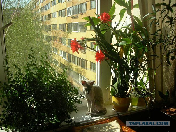 Котовторник 05.07.16