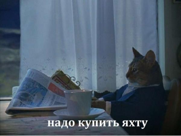 Коты из сети