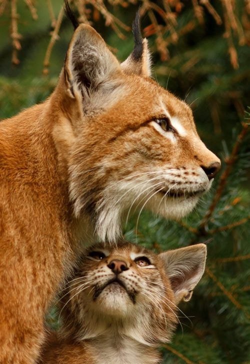 Коты и Кошки