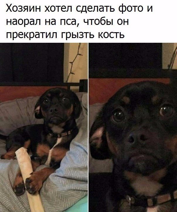 Самые смешные животные