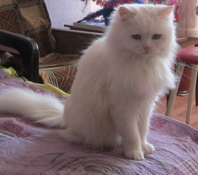 Котовторник 18.04.2017