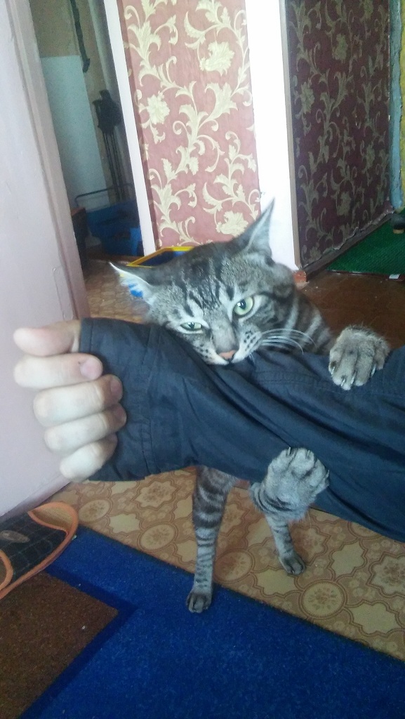 Котовторник 16.05.2017